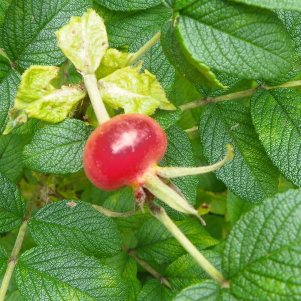 what-are-rose-hips-tips-on-harvesting-rose-hips-from-the-garden